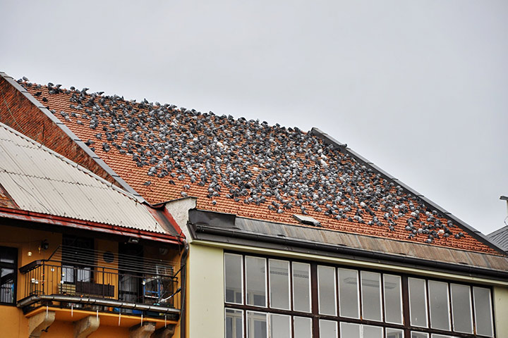 A2B Pest Control are able to install spikes to deter birds from roofs in Beverley. 