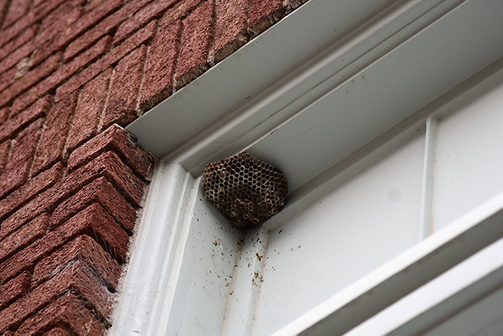 We provide a wasp nest removal service for domestic and commercial properties in Beverley.